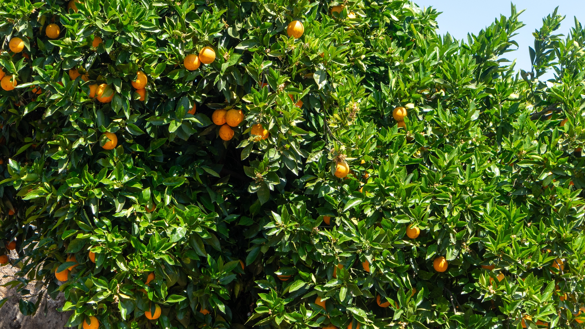 Orangerie Ferm